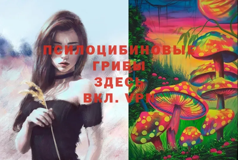 Галлюциногенные грибы Cubensis  Калтан 